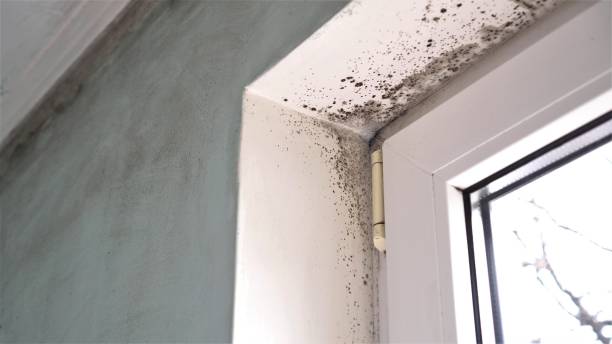Best Office Mold Removal Services  in Danville, IA