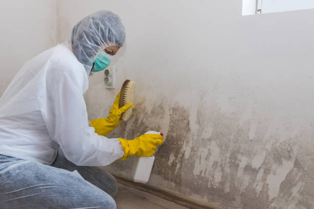 Best Black Mold Removal  in Danville, IA