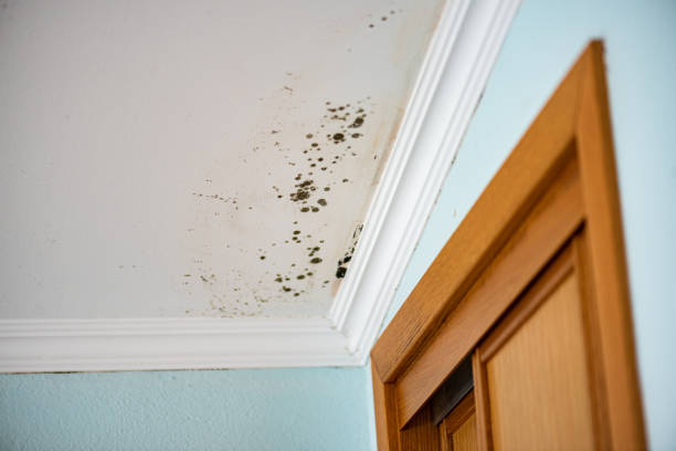 Best Toxic Mold Removal  in Danville, IA