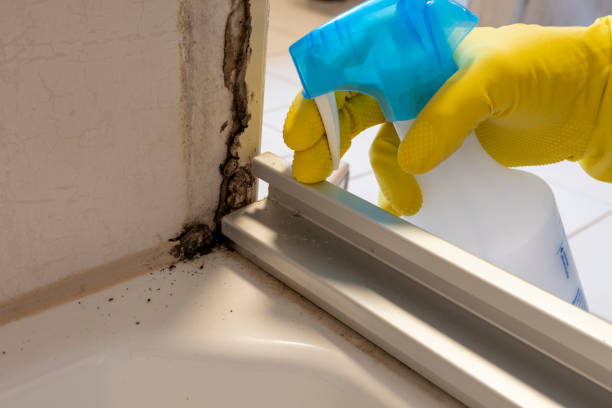 Best Local Mold Removal Service  in Danville, IA