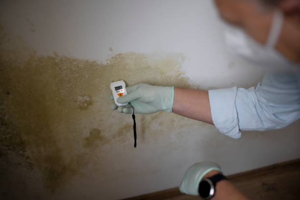 Best Mold Remediation  in Danville, IA