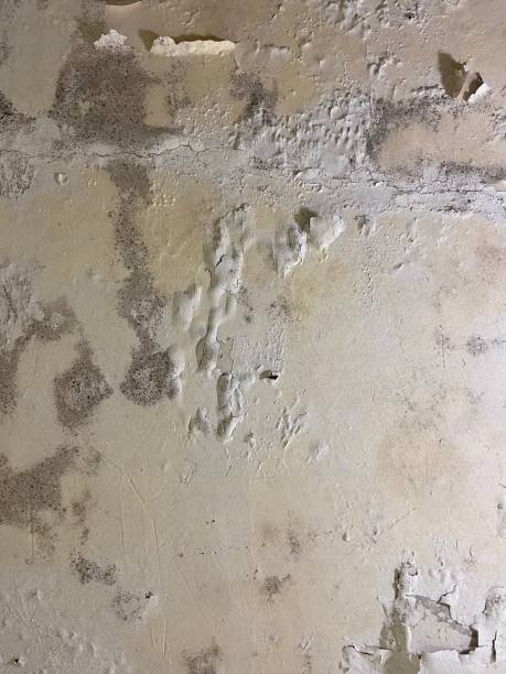 Best Emergency Mold Removal  in Danville, IA