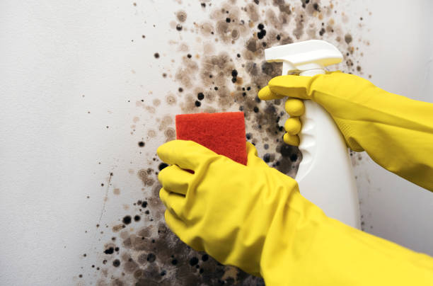 Best Black Mold Removal  in Danville, IA