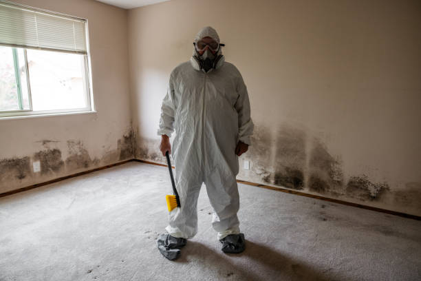 Best Same-Day Mold Removal  in Danville, IA