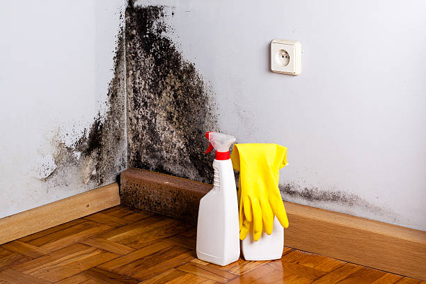 Mold Removal and Inspection in Danville, IA