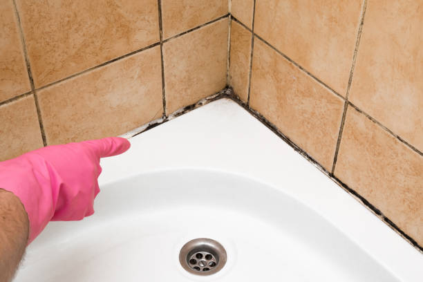 Best Local Mold Removal Service  in Danville, IA