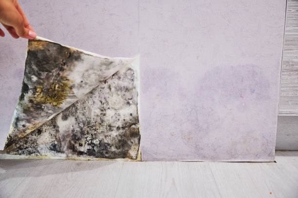 Best Black Mold Removal  in Danville, IA